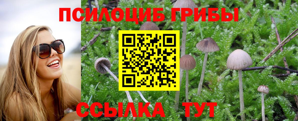 Псилоцибиновые грибы мицелий Сунжа